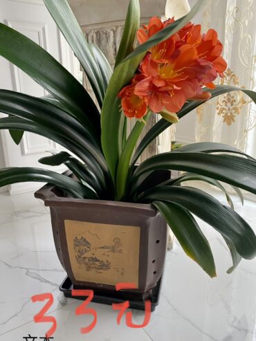 Clivia 33