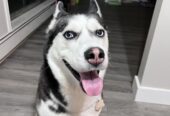 A Dog