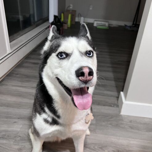 A Dog