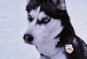 A Dog