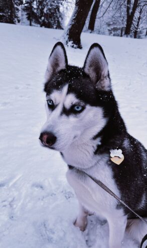 A Dog